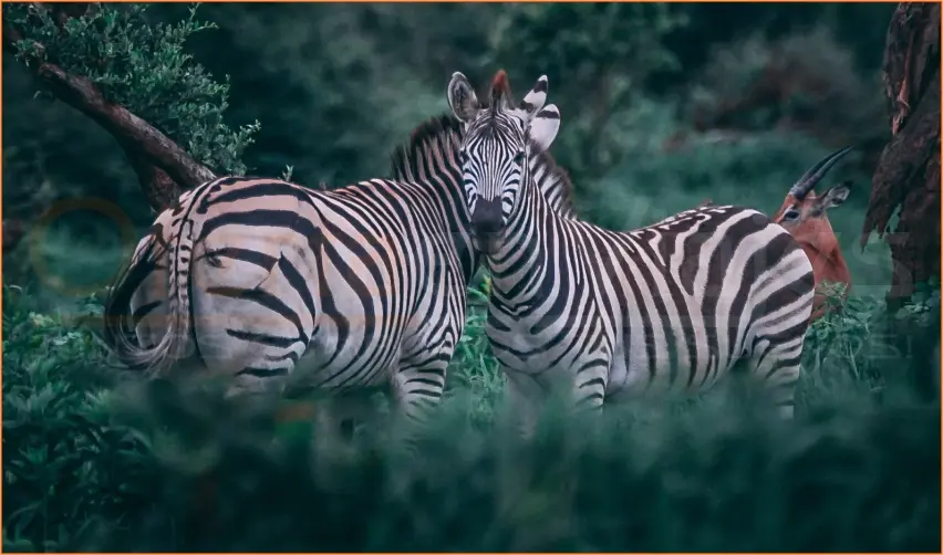 GRAN SAFARI KENYA Y TANZANIA