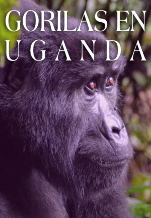 Vive Gorilas en Uganda y descubre el corazón del safari en África. Naturaleza, emoción y paisajes inolvidables.