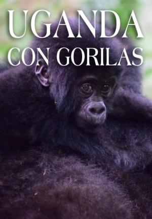 Vive Uganda con Gorilas y disfruta un safari en Uganda rodeado de naturaleza, cascadas y vida salvaje.