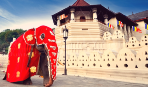 Sri Lanka y Maldivas templo y elefante.