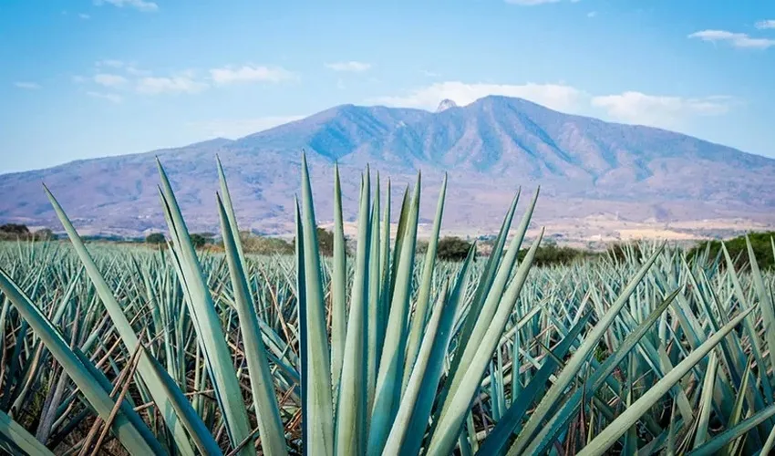 Fin de Semana en Tequila