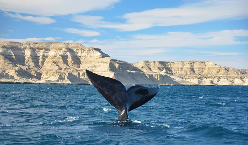 Glaciares y Puerto Madryn