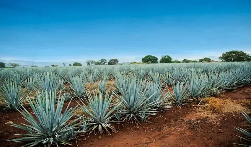 Guadalajara al completo