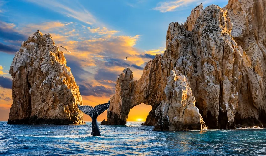 La Paz con Ballenas