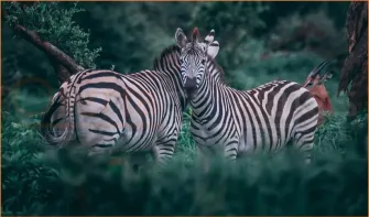 GRAN SAFARI KENYA Y TANZANIA