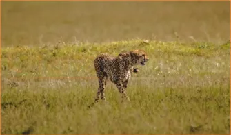 PINCELADAS DE KENYA Y TANZANIA