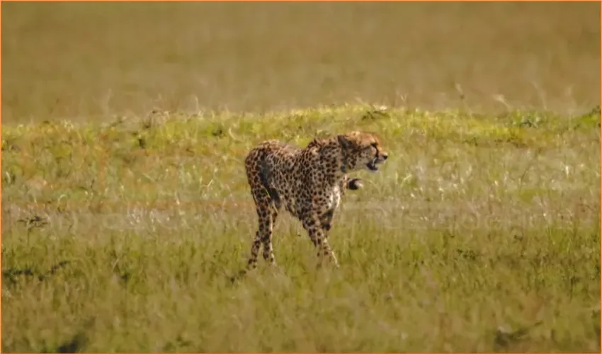 PINCELADAS DE KENYA Y TANZANIA